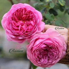 Hoa hồng Princess Alexandra Of Kent rose