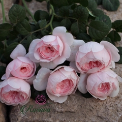 Hoa hồng ngoại Queen Of Sweden rose