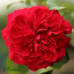 Hoa hồng ngoại Red Leonardo da Vinci rose