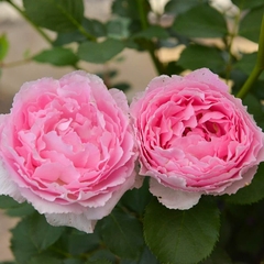 Hoa hồng Đức Rose Corona rose