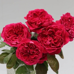 Hoa hồng Rouge Royal