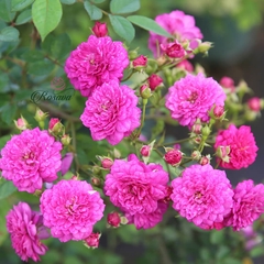 Hoa hồng ngoại Sweet Chariot rose