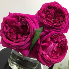 Hoa hồng ngoại The Prince rose