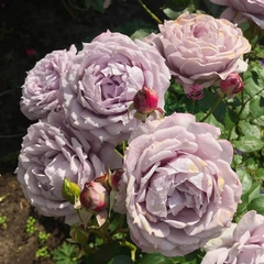 Hoa hồng Nhật Blue Storm rose