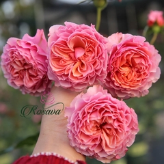 Hoa hồng Nhật Retowaru rose