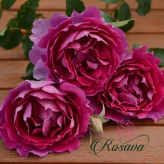 Hoa hồng Nhật Sheherazad rose