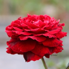 Hoa hồng cổ Hải Phòng - Giống hồng đỏ to nhất Việt Nam