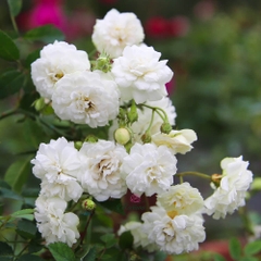 Hoa hồng Bạch Trà – hồng bông nhỏ siêu thơm và siêu chùm