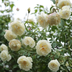 Hoa hồng Bạch Xếp - Giống hồng cổ màu trắng đẹp nhất