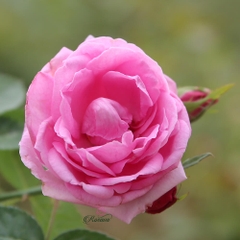 Hoa hồng cổ Son Môi - Giống hồng thơm nhất hành tinh