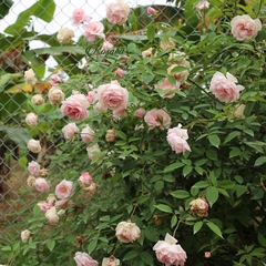 Hoa hồng Đào cổ - Giống cây cực sai hoa, đẹp và dễ trồng cho người mới chơi