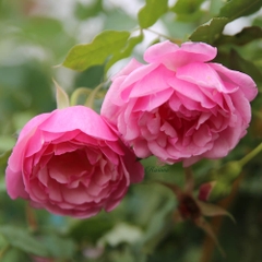 Hoa hồng Điều cổ - Giống hồng cổ Việt Nam đẹp tuyệt hảo