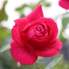 Hoa hồng Nhung cổ - Giống đỏ cực thơm của Việt Nam