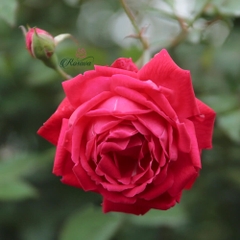 Hoa hồng Quế Son cổ