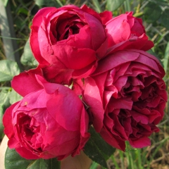 Hoa hồng leo Pháp Red Eden rose