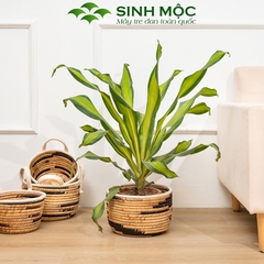 {Xuất khẩu} Giỏ lục bình đựng đồ, decor bàn làm việc, giỏ lục bình trồng cây - M1003