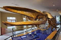 Nha Trang: Half Day City Tour