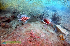 Tour Nha Trang - Vịnh Vân Phong 1 ngày