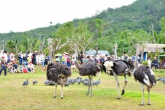 Tour đảo Khỉ - đảo Hoa Lan [Trọn gói - Cao cấp]