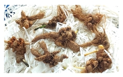 Sâm Ngọc Linh tự nhiên