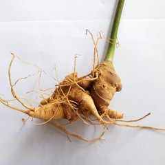 Sâm Ngọc Linh Ngâm ngâm rượu - R01