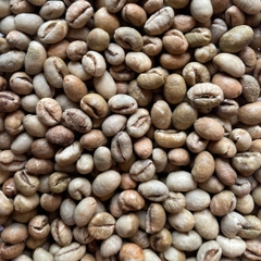 Culi Robusta