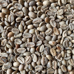 Typica