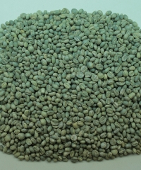 Culi Arabica