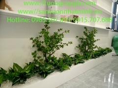 Thi công lắp đặt cây lá nhân tạo trong bục gỗ tại 657 Quang Trung - Gò Vấp - Tp HCM