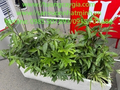 Cho thuê chậu cây sự kiện giá tốt nhất thị trường