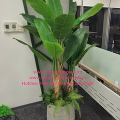 Decor chậu cây chuối cảnh, cây dừa cảnh tại Công ty Bosch - 29 Liễu Giai - Ba Đình - Hà Nội
