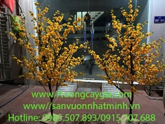 Mai vàng đón Tết - uy tín, chất lượng, giá tốt nhất thị trường