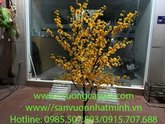 Mai vàng đón Tết - uy tín, chất lượng, giá tốt nhất thị trường