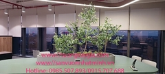 Các chậu cây Thạch nam, ô lưu trồng các bục gỗ tại dự án Becamex Bình Dương