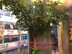 Cung cấp và lắp đặt cây si xanh tại Hoa Chanh Coffee - Hà Nội
