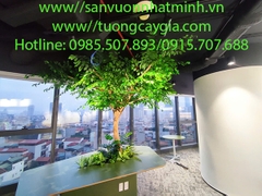 Decor không gian văn phòng bằng cây si xanh tại 265 Cầu Giấy - Hà Nội
