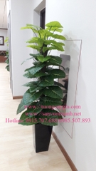 Chậu cây trầu bà