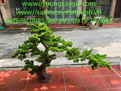 Thi công, lắp đặt cây Tùng la hán nhân tạo cho nhà hàng tại Thanh Hóa