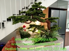 Cây tùng la hán dáng bon sai cho nhà phố - Hà Nội