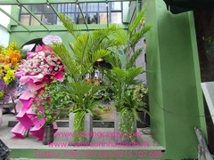 Cung cấp chậu cây dừa cảnh tại nhà hàng Cơm gà Hải Nam số 75 Láng Hạ