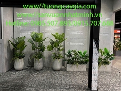 Bán và cho thuê chậu cây trầu bà nhân tạo tại Hà Nội