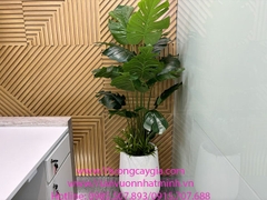 Chậu cây trầu bà lá rách tại 31 Hai Bà Trưng, Hoàn Kiếm, Tp Hà Nội