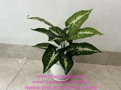Cung cấp và decor các chậu cây ngũ gia bì, khoai môn