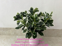 Cung cấp và decor các chậu cây ngũ gia bì, khoai môn