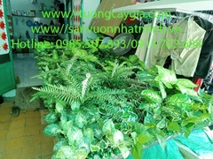 Gia công vách tường cây hỗn hợp tại kho Nhật Minh