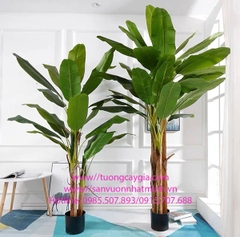 Khóm chuối bẹ lớn giá tốt nhất thị trường Hà Nội