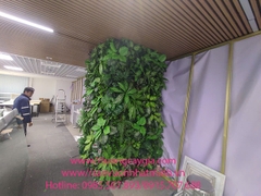 Che lấp các cột khô cứng của tòa nhà bằng cây xanh tại 16 Phan Chu Trinh - Hoàn Kiếm - Hà Nội