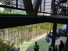 Lắp đặt dây cúc tần giả tại mặt ngoài nhà hàng tại quận Tân Phú
