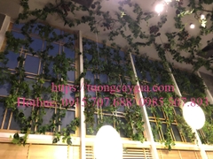 Trang trí ây leo bám tường tại nhà hàng Nhật Bản số 44 Yên Phụ, Tây Hồ, Hà Nội