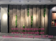 Trang trí cây rong rêu nhân tạo trên  vách tường